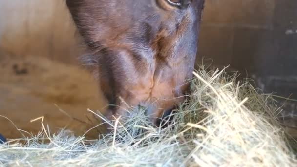 En häst står i stallet och äter hö. — Stockvideo