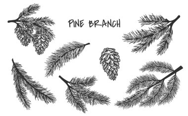 Kozalaklı çam dalı. Vektör grafikleri. Robot resim. El yazısıyla çizim. Eps