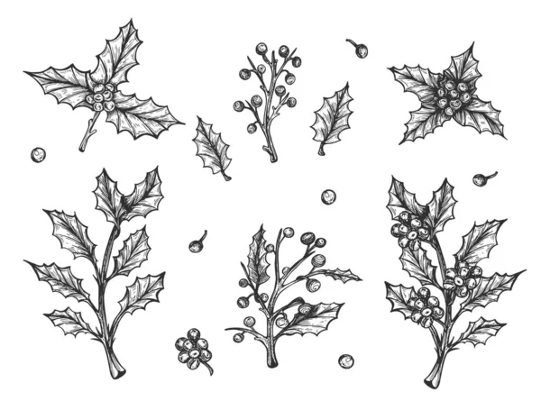 Holly Branch Świąteczne Dekoracje Grafika Wektorowa Rysunek Ręczny — Wektor stockowy