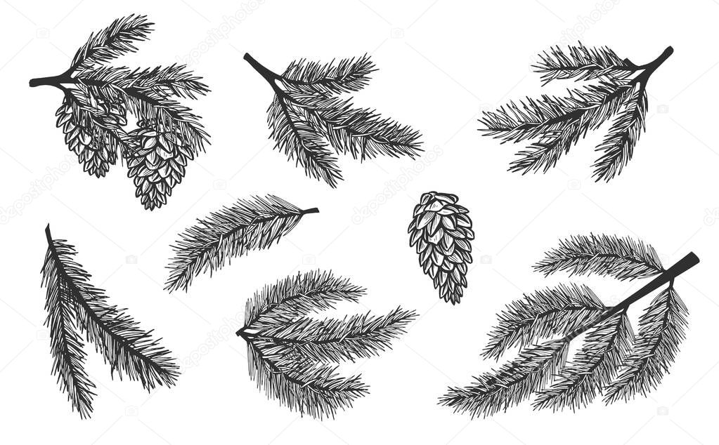 spruce. pine branch. Christmas decoration. Vector graphics. Sketch. eps