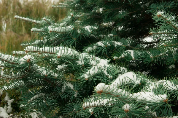 Ramo de árvore de natal com neve — Fotografia de Stock