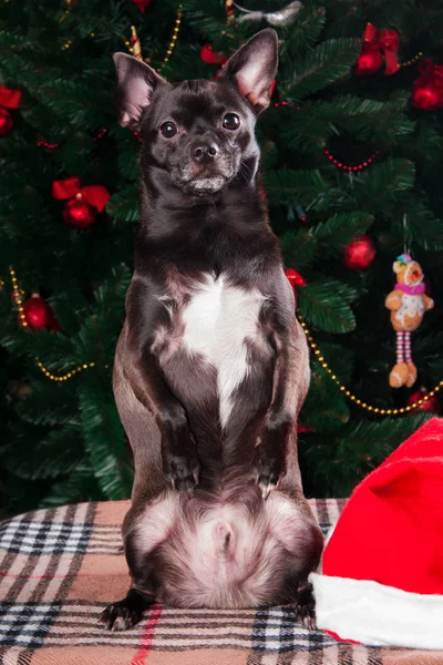 Chihuahua arka planını Noel ağacı üzerinde