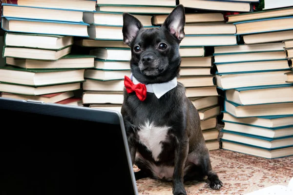 Cão com laptop e livros — Fotografia de Stock