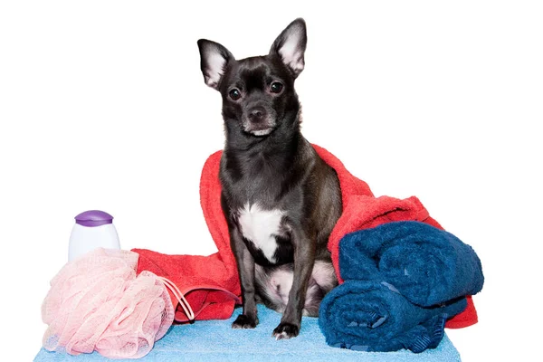 Chihuahua şampuan ile bir havlu üzerinde