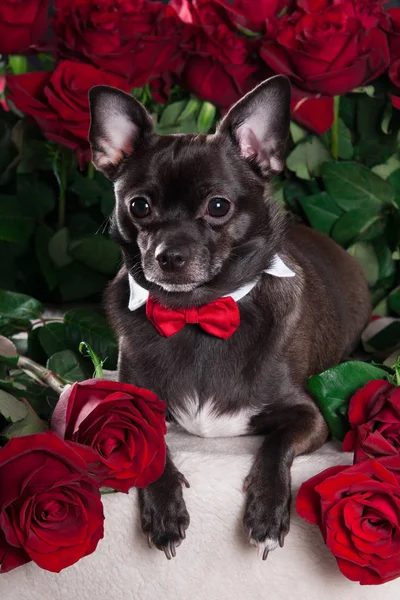 Kırmızı gül ile siyah köpek