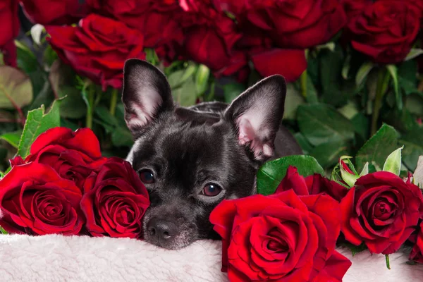 Chihuahua preto com rosa vermelha — Fotografia de Stock