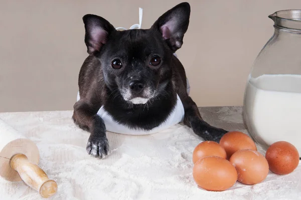 Chihuahua cão preto cozinhar — Fotografia de Stock