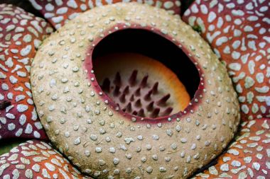 Flower Rafflesia arnoldii clipart