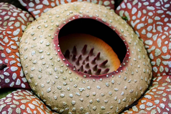 Çiçek Rafflesia arnoldii