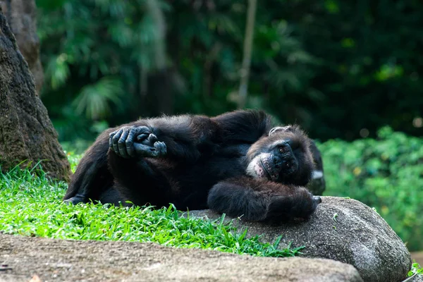 Chimpanzé jaz na grama — Fotografia de Stock