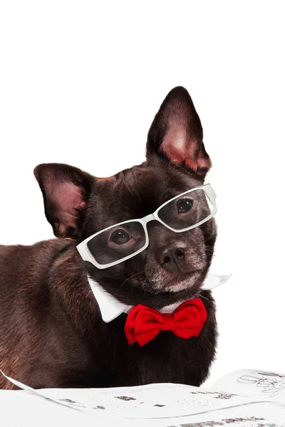 Chihuahua preto com óculos — Fotografia de Stock