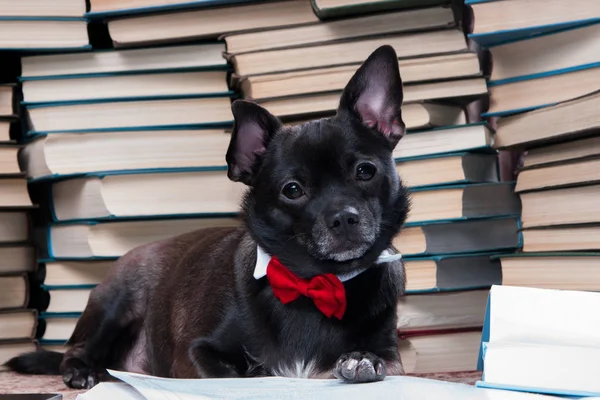 Livro de leitura cão preto — Fotografia de Stock