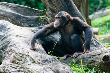 Chimpanzee sits on a branch in the jungle clipart