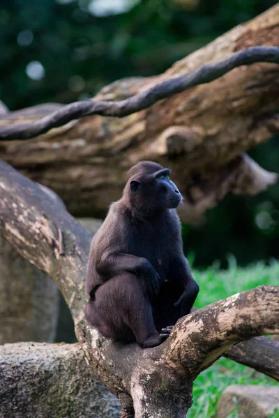 Macaque Crête Sulawesi Est Assis Sur Une Branche Dans Jungle — Photo