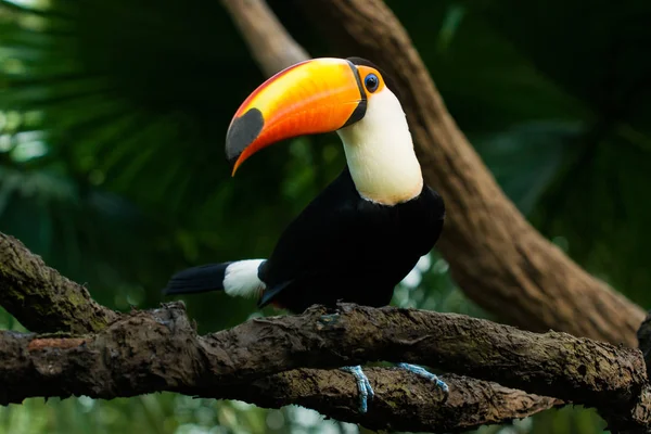 Toucan Senta Ramo — Fotografia de Stock