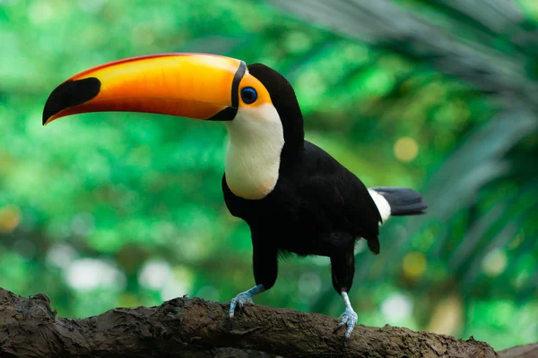 Bir dalda toucan oturur