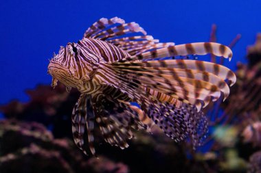 Kırmızı lionfish mavi okyanus
