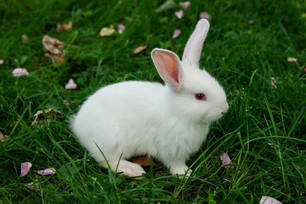 Yeşil Çim Oturan Küçük Beyaz Tavşan — Stok fotoğraf