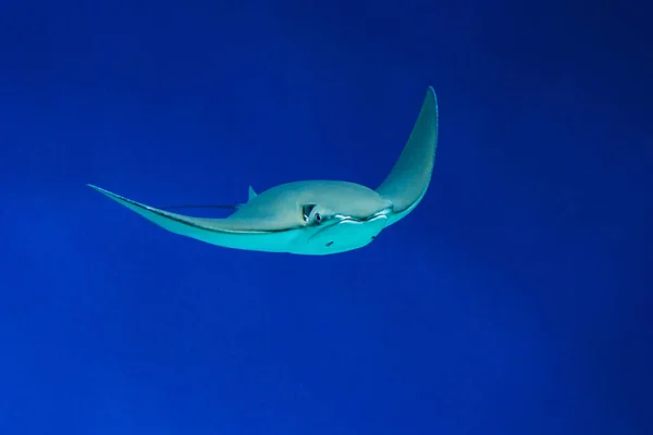 Stingray mavi okyanus