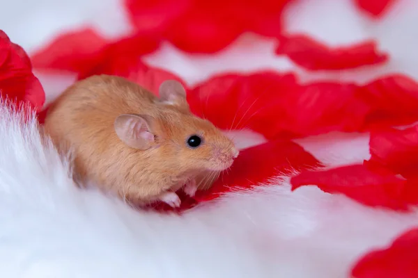 Ratoncito Con Pétalos Rosa Roja Sobre Fondo Claro —  Fotos de Stock