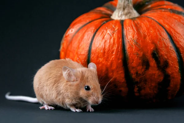 Ratón Con Calabaza Sobre Fondo Oscuro — Foto de Stock