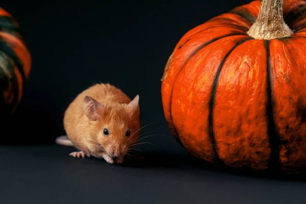 Ratón Con Calabaza Sobre Fondo Oscuro — Foto de Stock