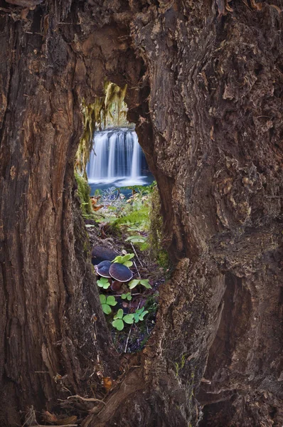 Doorway from inside a tree looking out to a waterfall landscape — Stock Photo, Image
