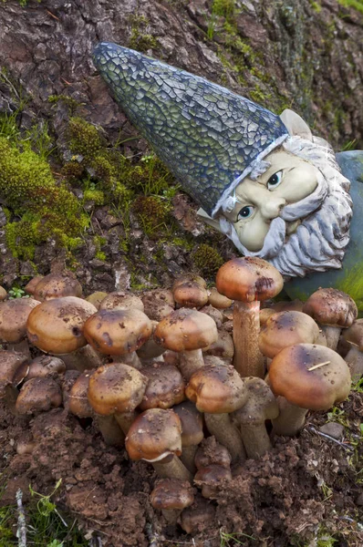Nahaufnahme eines Gnoms, der Pilze betrachtet — Stockfoto