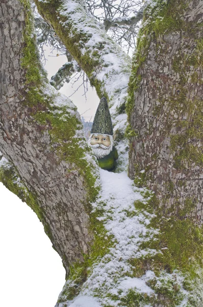 Гном на дереве со снегом — стоковое фото