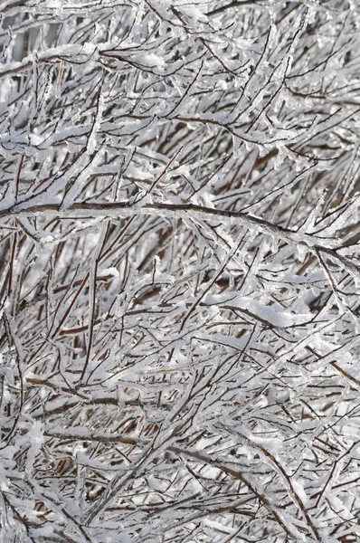 Background pattern of layered iced branches — Stock Photo, Image