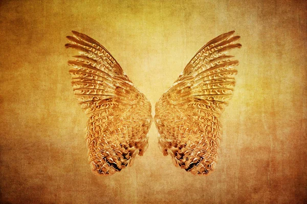 Baykuş kanatlar dokulu grunge arka plan üzerinde