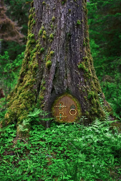 Ağaç closeup peri kapı ile ormanda Stok Resim