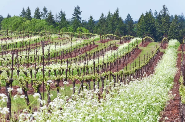 Vinha de uva no estado de Oregon com flores brancas em fileiras — Fotografia de Stock