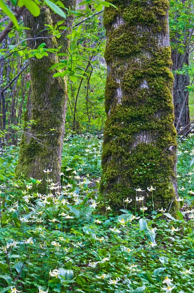 Árvores na floresta cercada por um prado de flores Fawn Lily — Fotografia de Stock