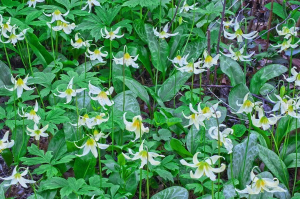 Nahaufnahme Wiese mit weißen Rehlilie-Blüten — Stockfoto