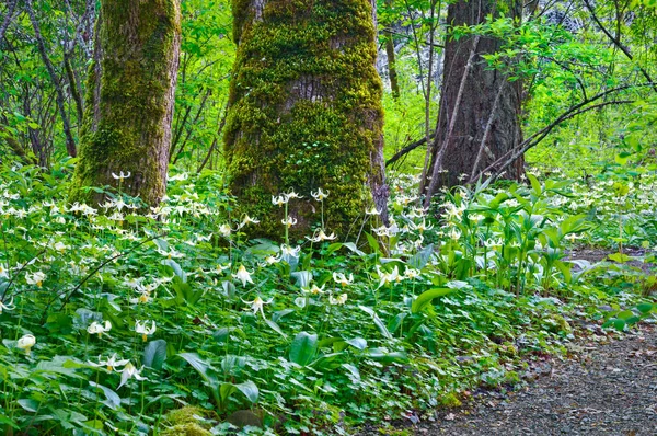 子鹿のユリの花の牧草地に囲まれた森の木々 — ストック写真