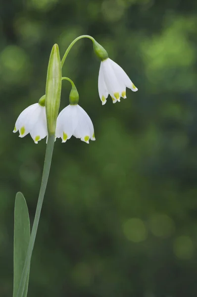 Snowdrop flower in white cluster