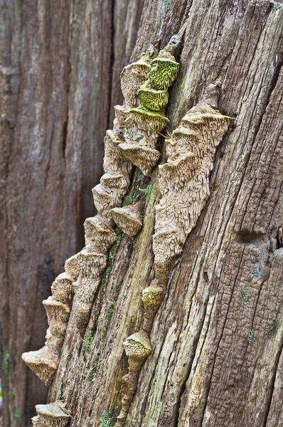 Hout paddestoelen close-up groeien op boomstam — Stockfoto