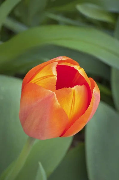 Närbild av enda lysande orange tulip blomma i trädgården med gröna blad — Stockfoto