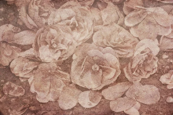 Fondo Vintage Efecto de textura de flores secas de camelia — Foto de Stock