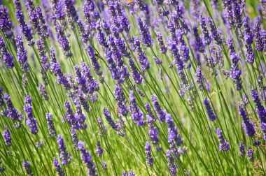 Gün ışığından yararlanma arka planda mor lavanta çiçekli