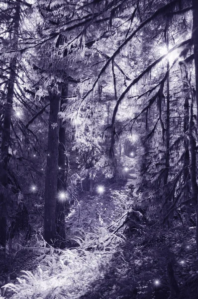 Periler büyülü ormanda dans ışığında — Stok fotoğraf