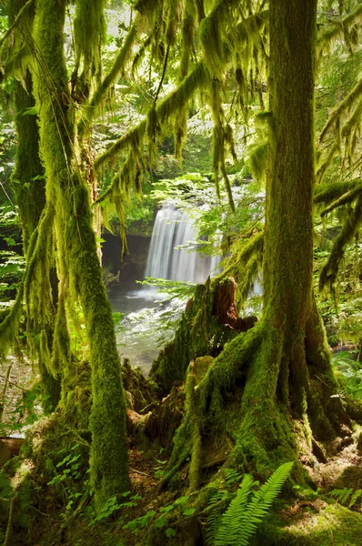 緑豊かな緑のコケに覆われた森の中の滝 — ストック写真