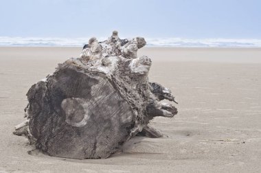 Arka plan dalgaların karaya attığı odun ve sandy ocean Beach
