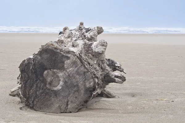 Arka plan dalgaların karaya attığı odun ve sandy ocean Beach