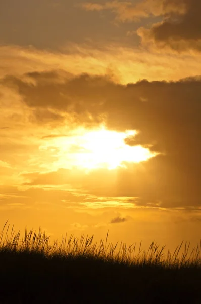 Céu dourado profundo do por do sol com silhueta de prado de grama — Fotografia de Stock