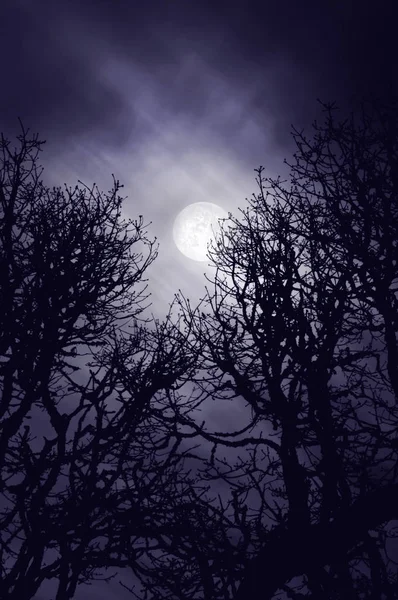 Full Moon Glowing Dark Sky Oak Trees — Stock Photo, Image