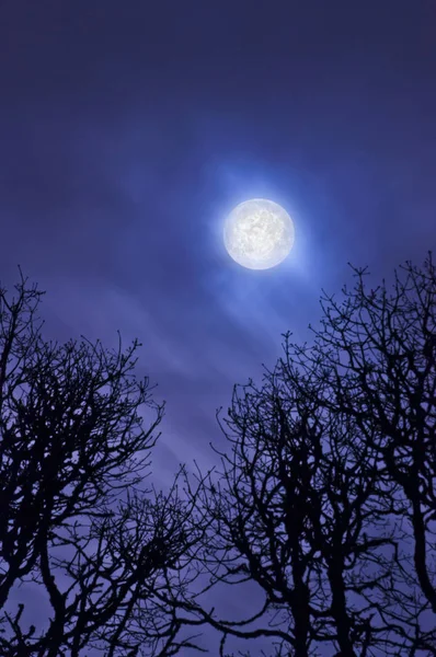 Luna Piena Super Splendente Nel Cielo Sopra Silhouette Dell Albero — Foto Stock