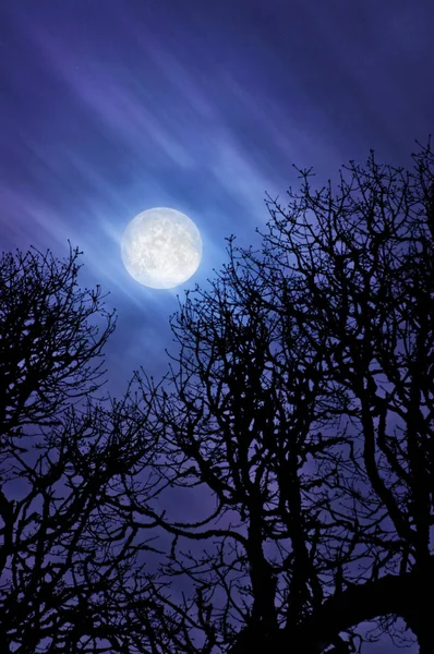 Luna Piena Incandescente Nel Cielo Nuvoloso Sopra Rami Albero Sagomati — Foto Stock