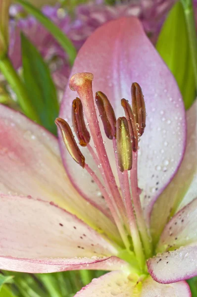 Çiğ Pembe Çiçek Lily Closeup Makro Görünümünde Damlacıkları Ile Portre — Stok fotoğraf